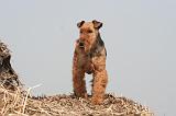 WELSH TERRIER 040
